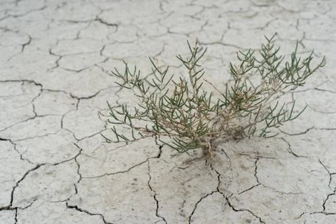 Drought land background with plant Stock Photos