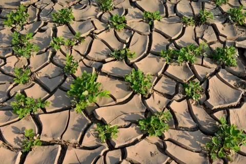 Drought land Stock Photos