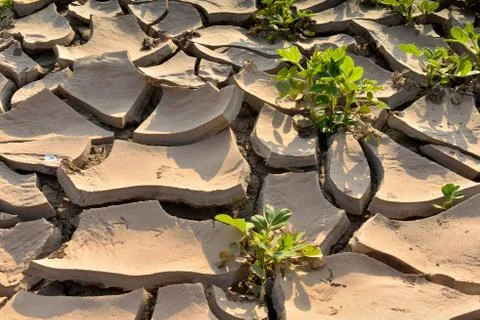 Drought land Stock Photos