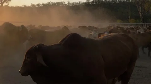 Drought Master Cattle Yard Stockbeeldmateriaal 168387681