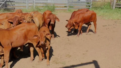 Drought Master Weiners in Stockyard Stockbeeldmateriaal 168388643