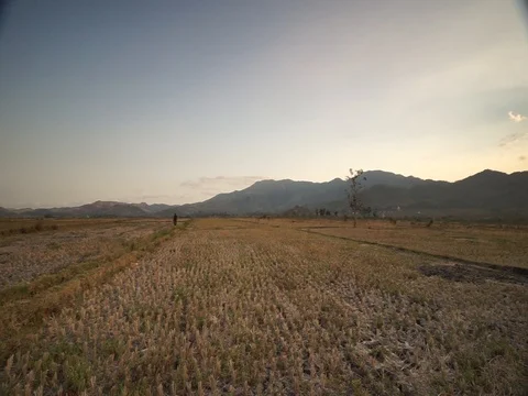 Drought paddy field Stock Footage 128697544