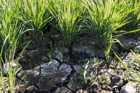 Drought in the paddy fields Stock Photos