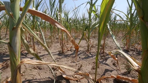 Drought, panning shot of a dry field of corn Stock Footage