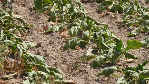 Drought, panning shot of a dry  field of sugar beets Stock Footage