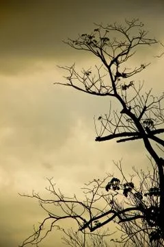 Drought Stock Photos