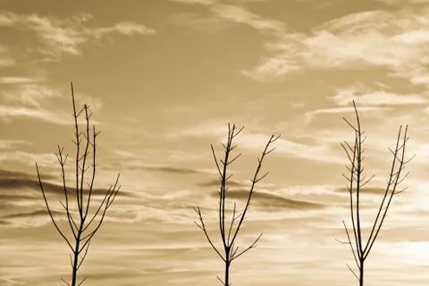 Drought Stock Photos