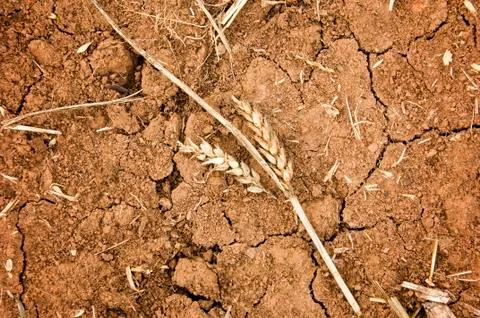 Drought Stock Photos