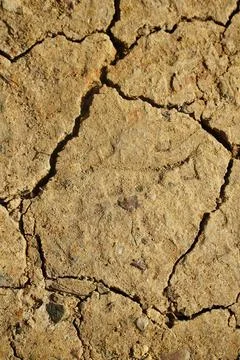 Drought Stock Photos