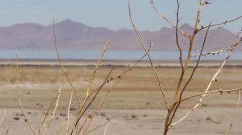 Drought plant Vídeos de archivo 51387241