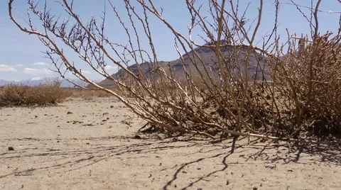 Drought plant low Vídeos de archivo 51387242