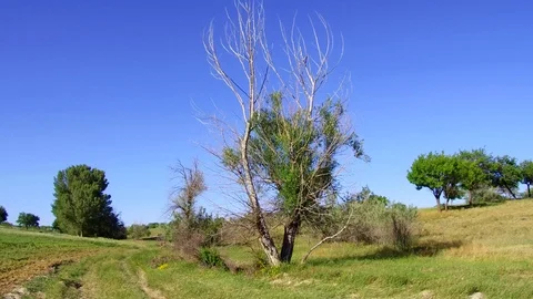 Drought poplar tree, drought-dried trees, destruction of nature, 스톡 동영상 111926144