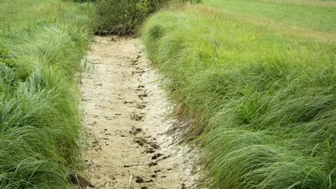 Drought river affected wetland, dry creek stream seasonal degraded marsh Stock Footage 341934417