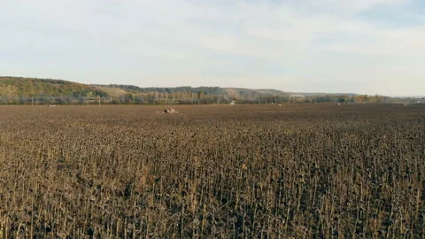 Drought season on a farmland. Damaged crop concept. Stock Footage