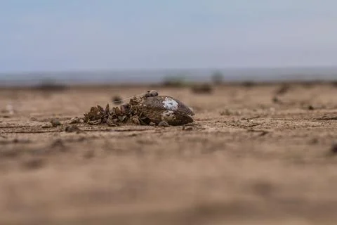 Drought, shellfish dying Stock-Fotos