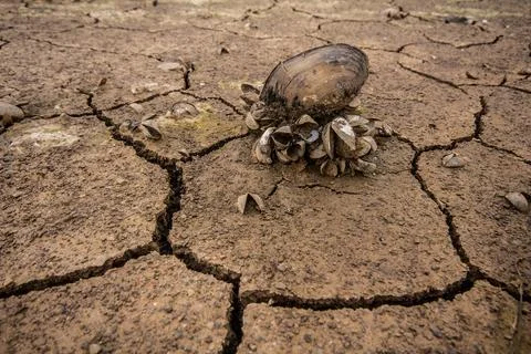 Drought, shellfish dying Stock-Fotos