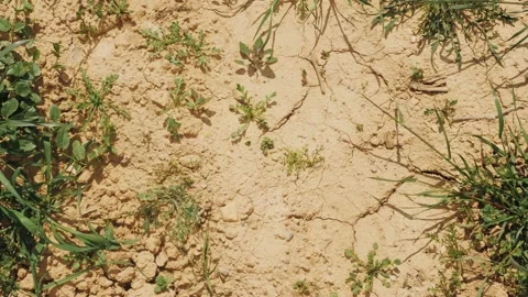 Drought soil, the ground cracks, no hot water. Stock Footage 198255674