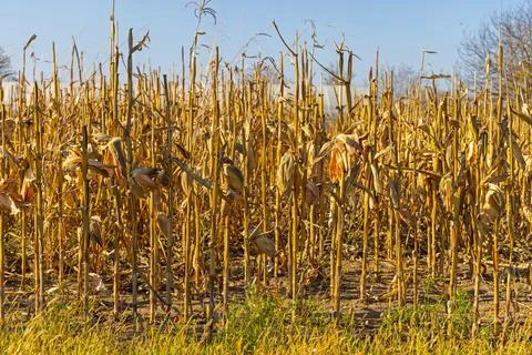 Drought Stressed Corn Crop Stock Photos