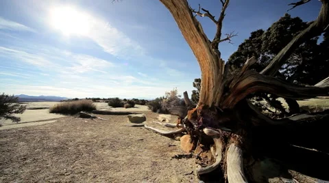 Drought Stricken Tree in Desert Landscape Stock Footage