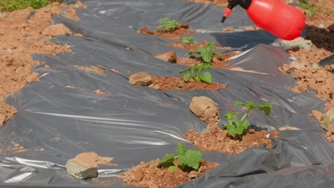 Drought-stricken vegetables are covered with mulch film and watered thoroughly. Stock Footage 336037356