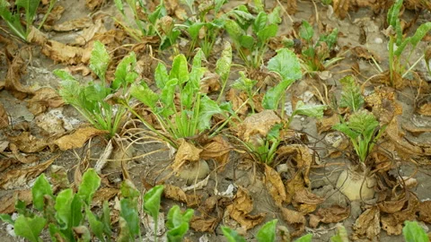 Drought sugar beet dry field Beta vulgaris altissima garden, very drying up soil Video stock 287299077