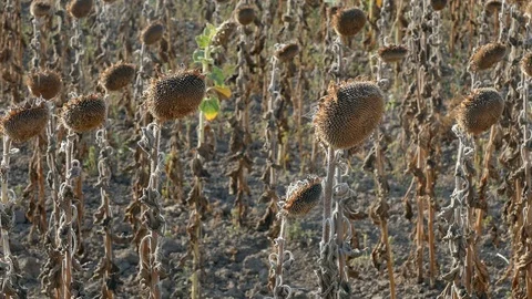 Drought in a sunflowers field Stock Footage 79473296