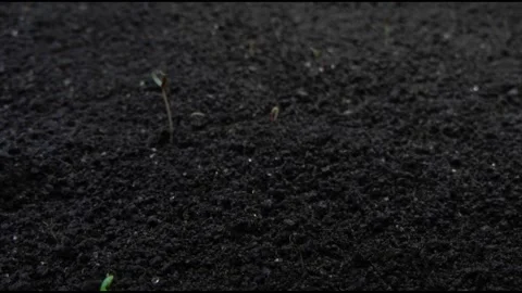 The Drought Timelapse clip 動画素材 311381047