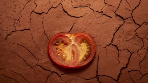 Drought timelapse, tomato drying and dry clay soil cracking time lapse. drought Stock-Footage 258824392
