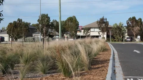 Drought-tolerant native grasses in a mulched nature strip in Australia Stock Footage 336035253