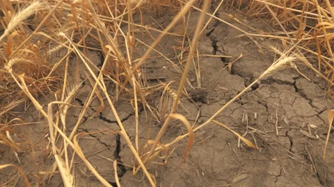 Drought, wheat harvest is dying. Fields without water. Earth burst from heat Video stock 155972826