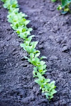 Drought will destroy every vegetable Stock Photos