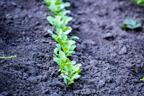 Drought will destroy every vegetable Foto stock