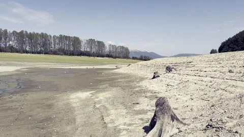 Drought with withered trees and lack of water slow motion video Stock Footage 317696042