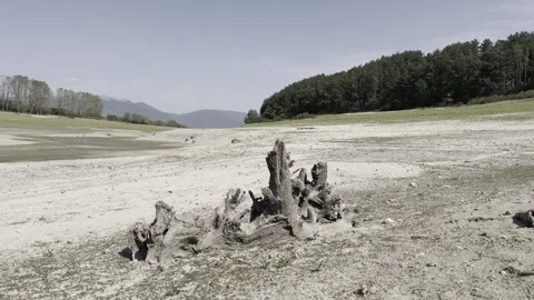 Drought with withered trees and lack of water Stock Footage 317696053