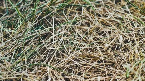 Drought.Drying fallen decorative grass from the scorching sun Stock Photos
