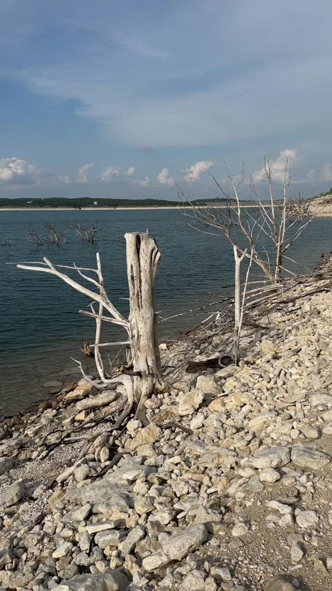 Droughtexposed lake bed with driftwood and rocky shore under blue sky Stock Footage 315524733