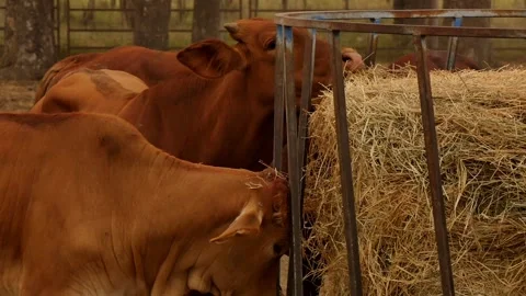 Droughtmaster Calves Feeding Stockbeeldmateriaal 168387866