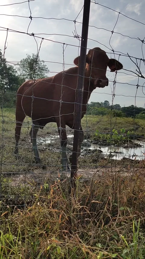 The Droughtmaster Stock Footage 244923628