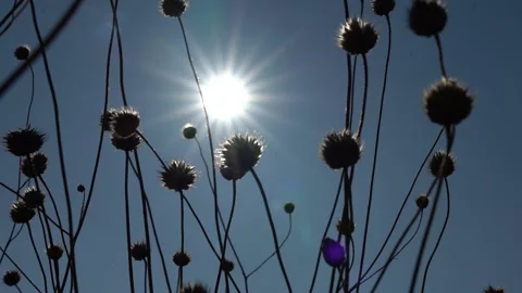 Droughts and Climate Change The Sun and Thorns Bushes Stock Footage 234430057