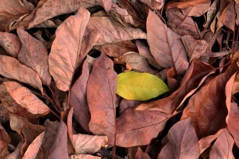 Droughty background. Dry leaves texture. Dried forest floor backdrop. Fotos Stock