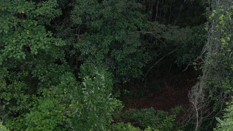 Drove over Atlantic Forest 스톡 동영상 127546872