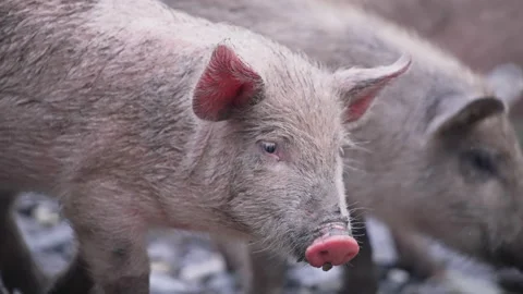 Drove of pigs covered in dirt walking Stock Footage 170553473