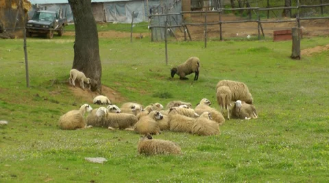 A drove of sheeps is relaxing. Vídeos de archivo 37502853