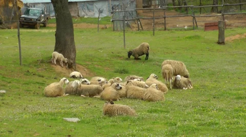 A drove of sheeps is relaxing. Vídeos de archivo 37728844