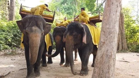Drovers of elephants sitting on their elephants waiting for tourists.  Vidéo 107282913