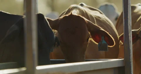 Droving Cattle Stock Footage 164261003