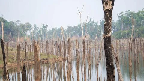 Drowned forest with dead trees, Thakhek loop, Laos Stock Photos