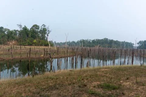 Drowned forest with dead trees, Thakhek loop, Laos Stock Photos