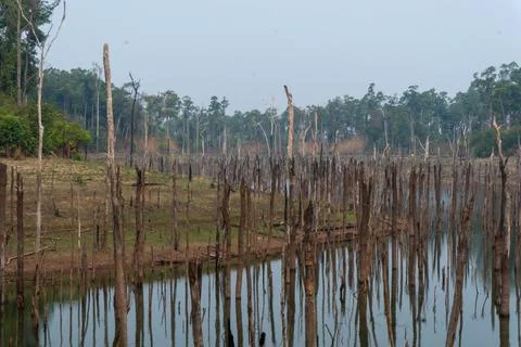 Drowned forest with dead trees, Thakhek loop, Laos Stock Photos