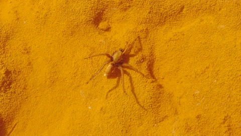 Drowned spider Stock Footage 103057062